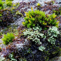 Ulota hutchinsiae (rock tuft moss)